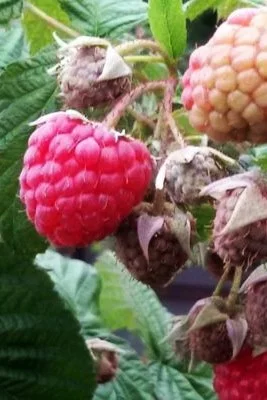 Himbeeren