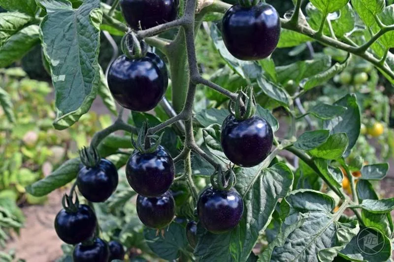 Black Cherry Tomaten